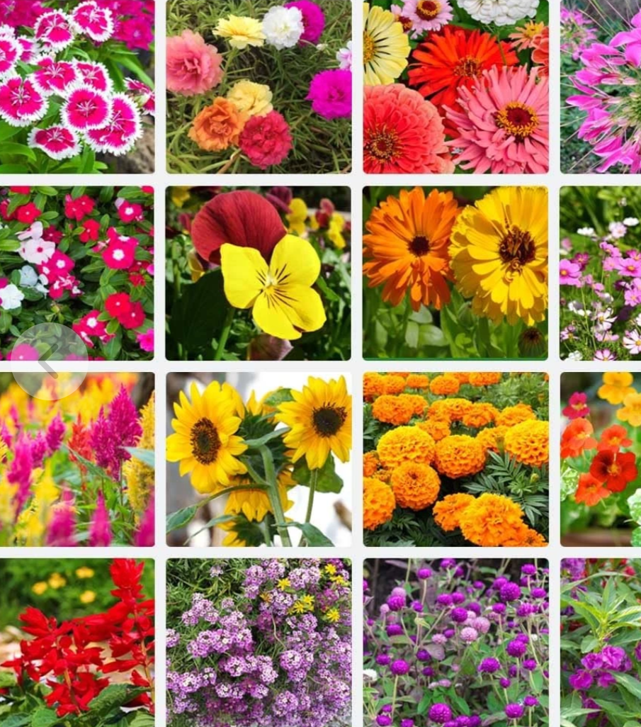 بذور الزهور الكندية   🌸