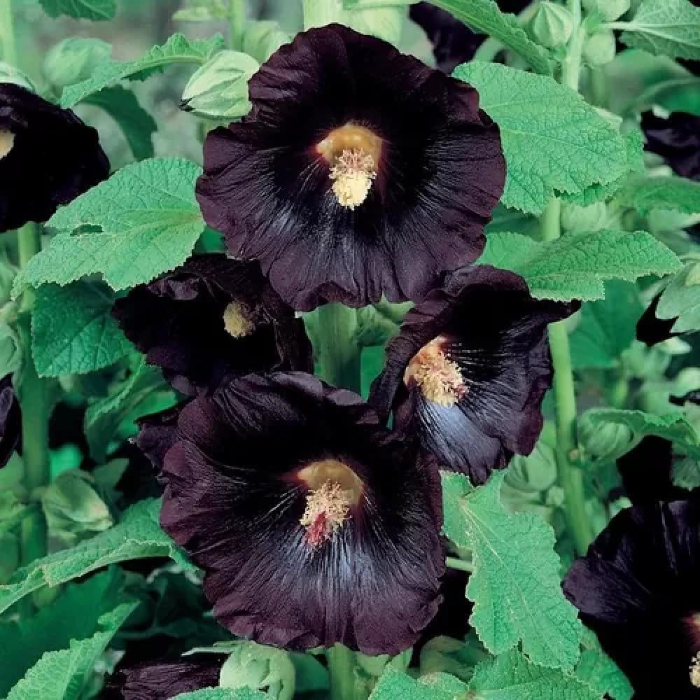 🖤❁❁ بذور بلاك فلاور