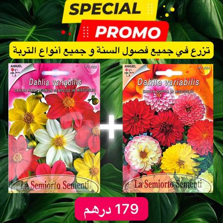 بدور الزهور الامريكية