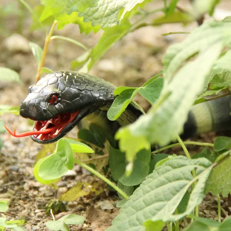 NAJA COBRA TÉLÉCOMMANDÉ RÉEL