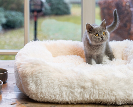 أكسسوارات حيوانات أليفة