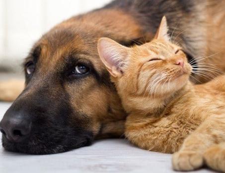 مستلزمات الحيونات الأليفة