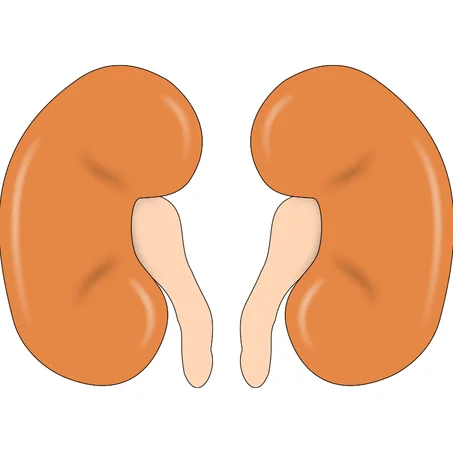 الاستشارة الغذائية لمرضى القصور الكلوي عن طريق الهاتف