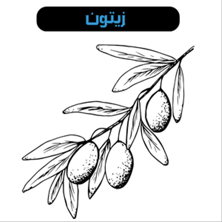 الزيتون