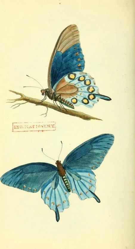 BUTTERFLY STYLE