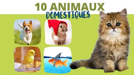 animeaux domestiques