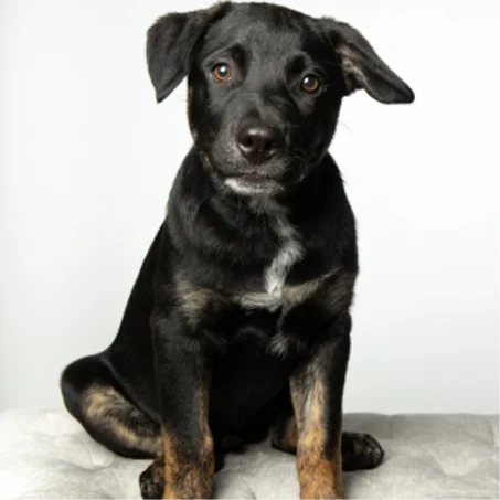 مستلزمات الحيوانات الأليفة