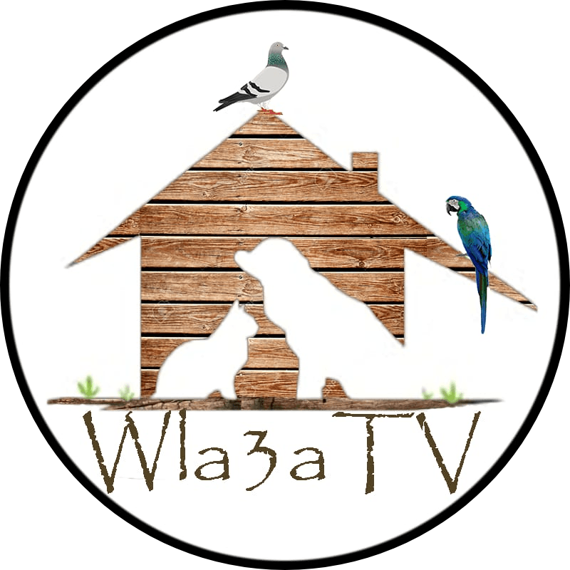 wla3a tv