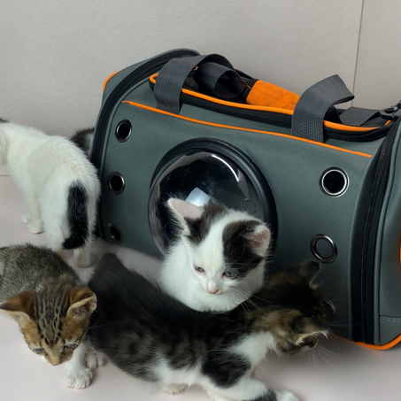 حقيبة نقل للقطط 🐈