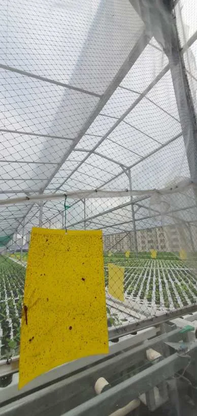 المصيدة اللاصقة للذباب والحشرات Glue Fly Trap