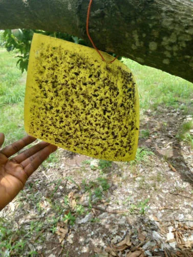 المصيدة اللاصقة للذباب والحشرات Glue Fly Trap