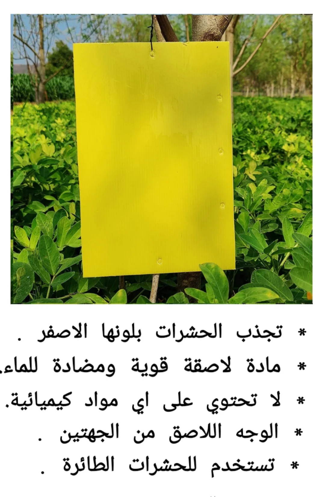 المصيدة اللاصقة للذباب والحشرات Glue Fly Trap