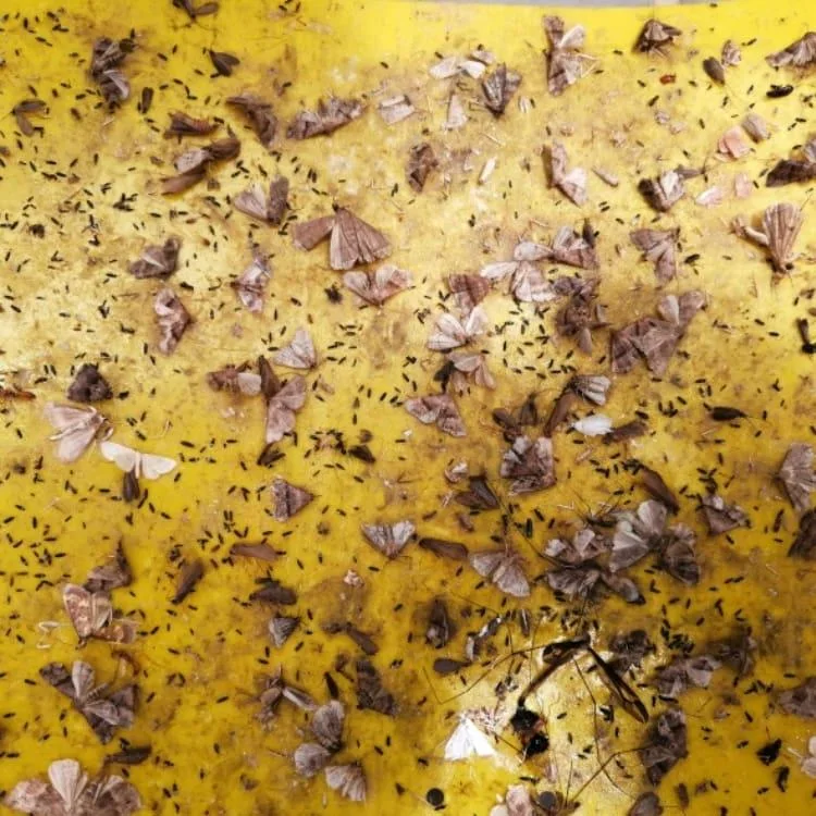 المصيدة اللاصقة للذباب والحشرات Glue Fly Trap