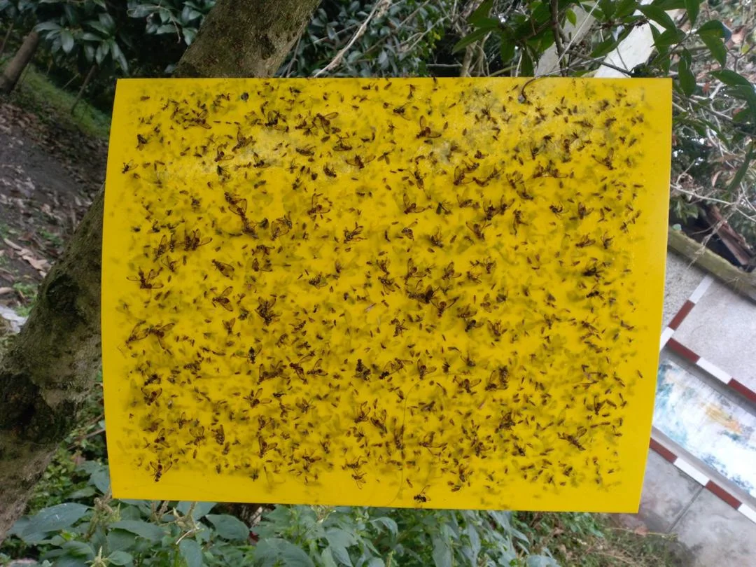 المصيدة اللاصقة للذباب والحشرات Glue Fly Trap