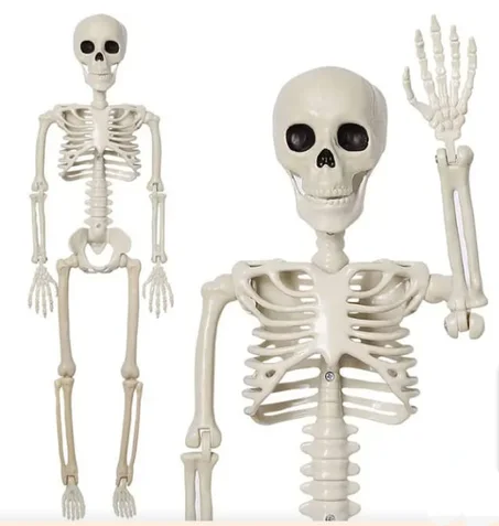 Squelette Humain