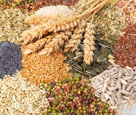 graines et legumineuse