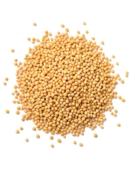 Graines de Moutarde Jaune   حبوب الخردل الصفراء