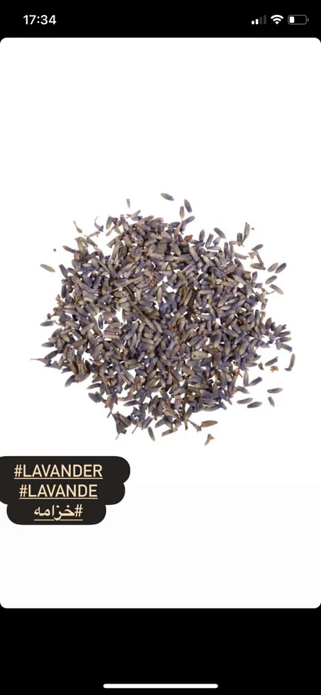 Lavande خزامة بلدية