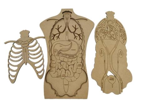 مجسم الجسم البشري التعليمي