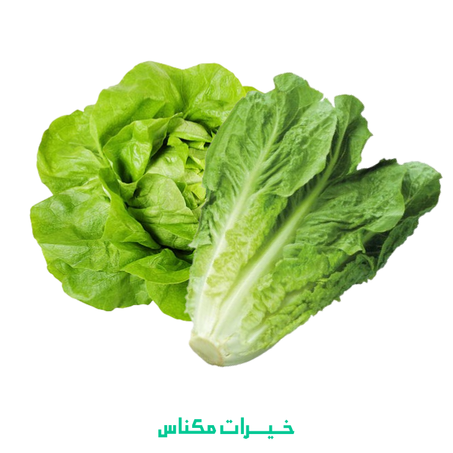 LAITUE BELDIA - خس بلدي