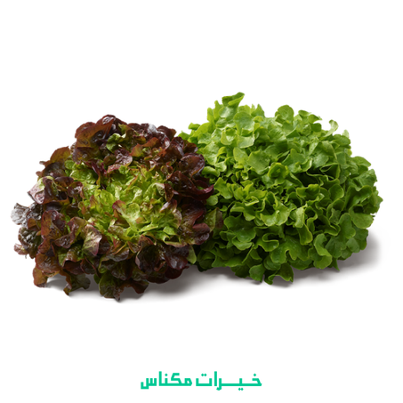 LAITUE FEUILLE DE CHENE - خس أوراق البلوط