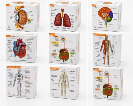 cube d'anatomie