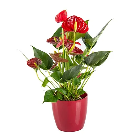 Anthurium rouges