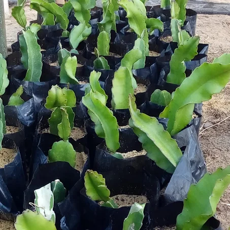 Semis de fruit du dragon.