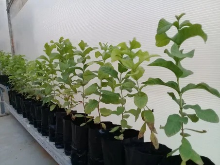 Semis de goyave -شتلات الجوافة