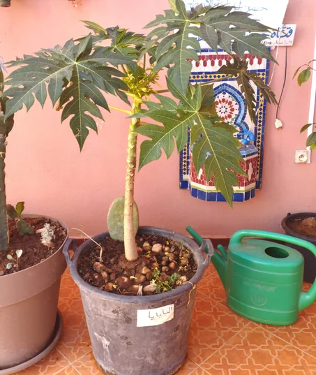 Plants de Papaye