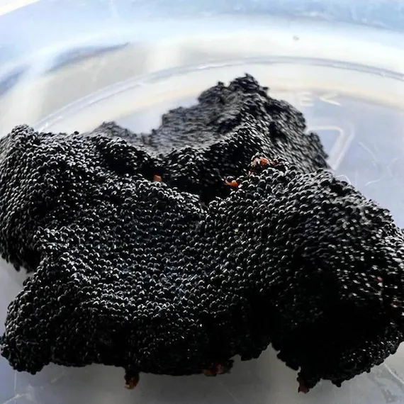 Vanilla Caviar