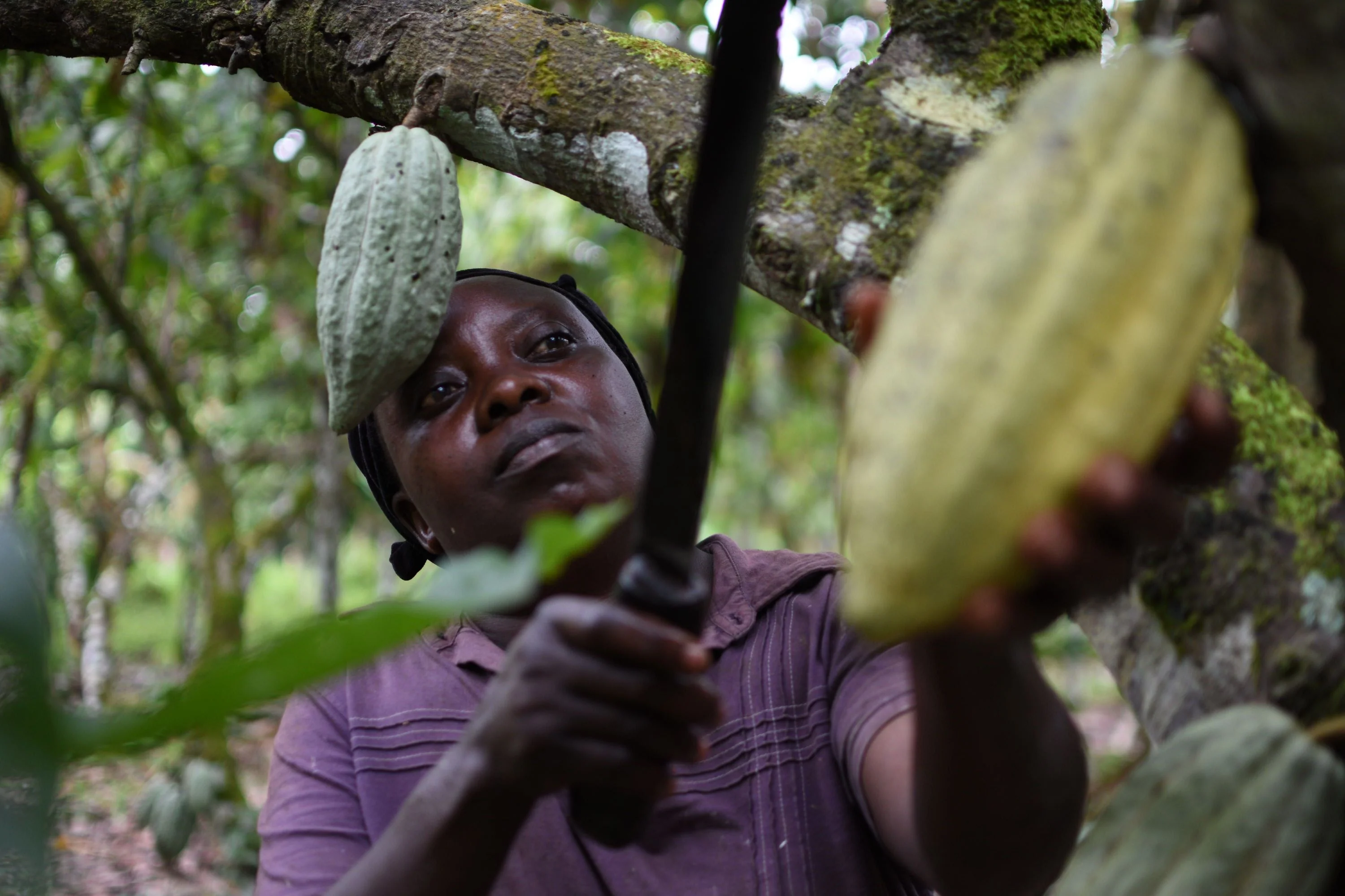 Organic Cocoa Beans