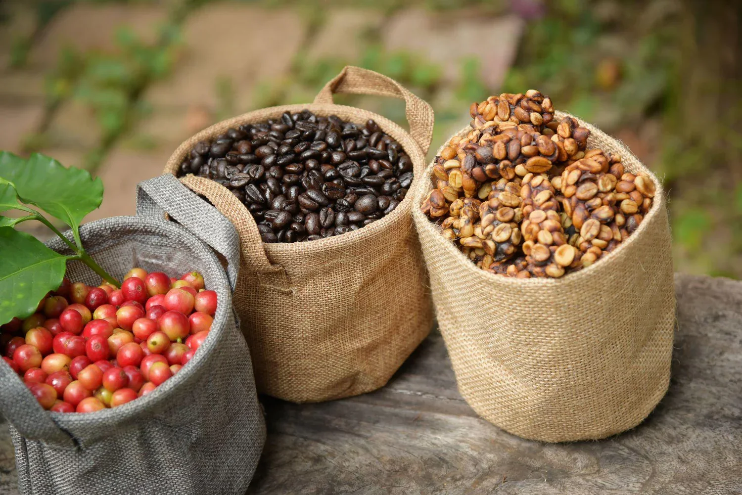 Organic Coffee Beans