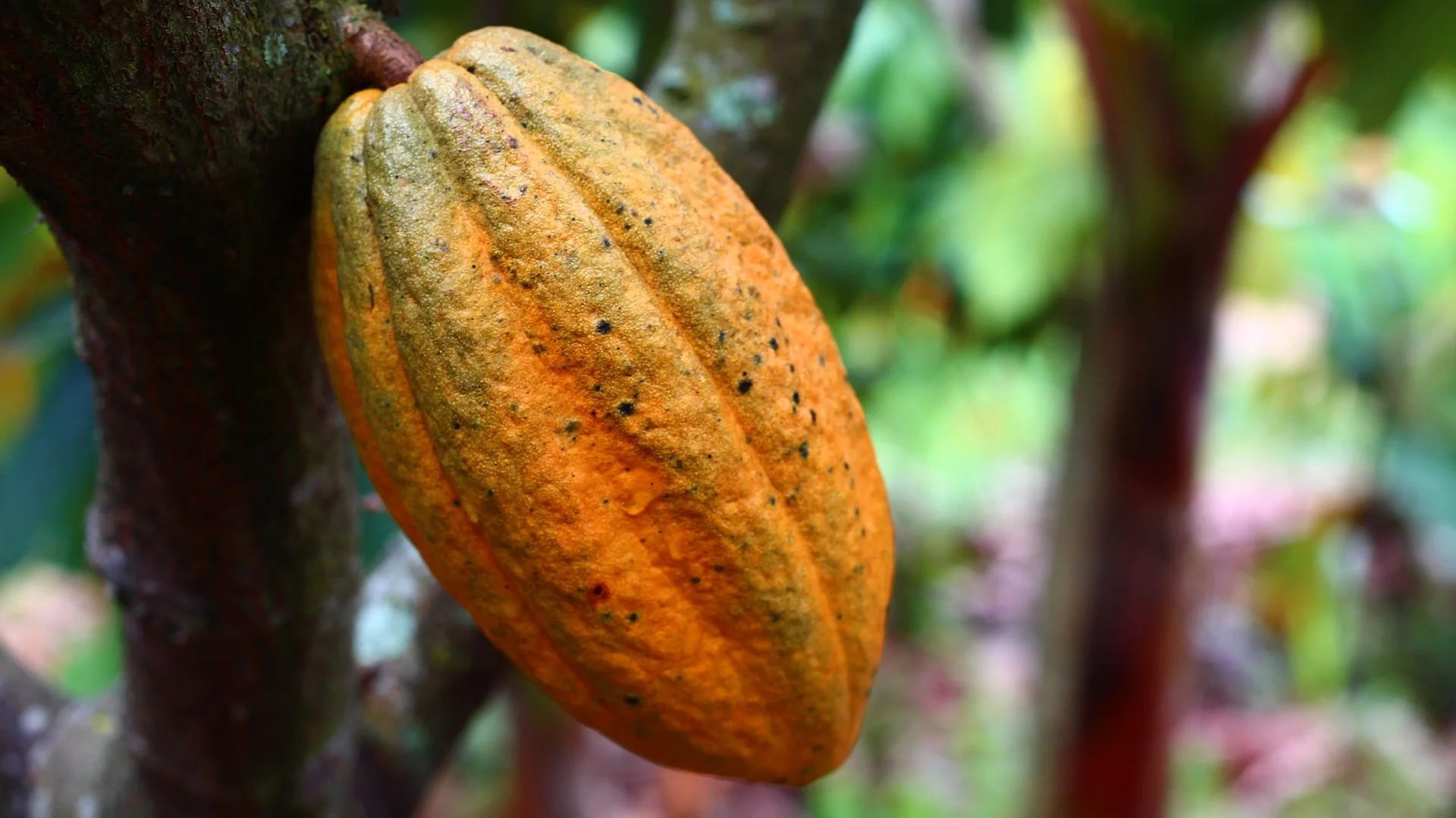 Organic Cocoa Beans