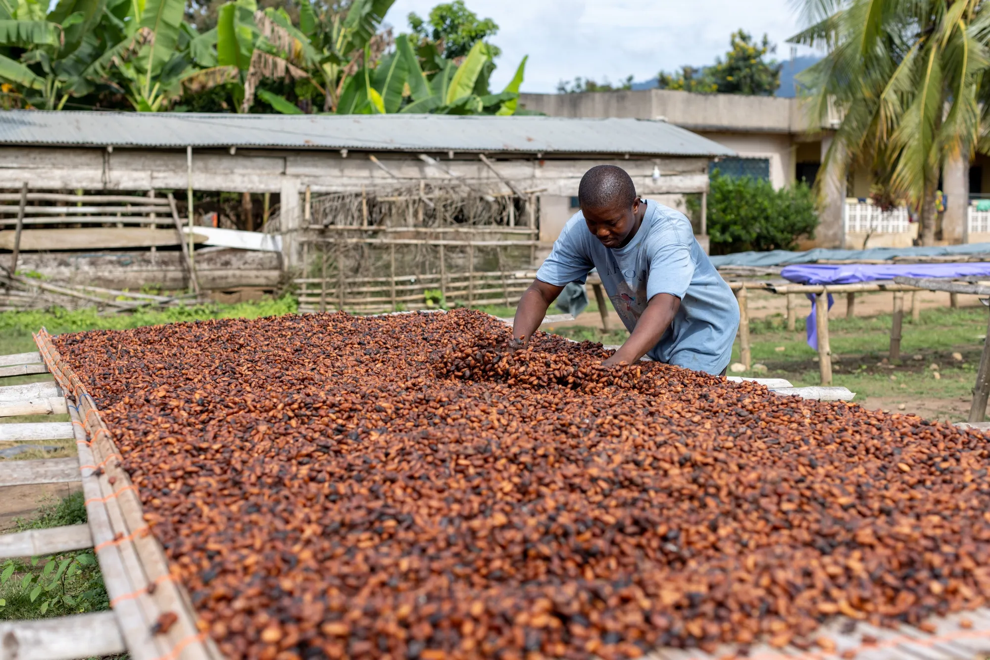 Raw Cocoa Beans – Grade A (Premium/Fine Flavor)