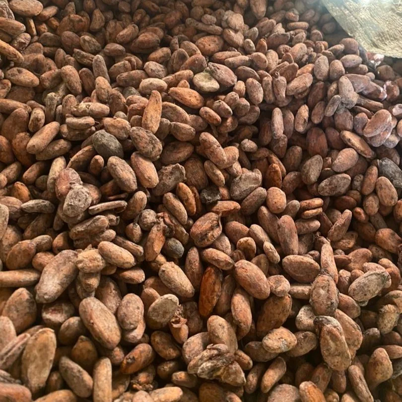 Raw Cocoa Beans – Grade A (Premium/Fine Flavor)