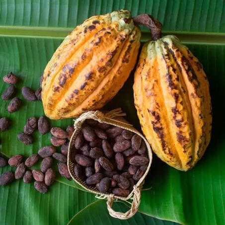 Raw Cocoa Beans – Grade A (Premium/Fine Flavor)