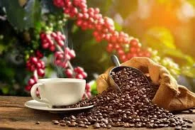 Robusta Coffee Beans