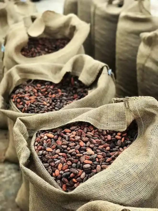 Raw Cocoa Beans – Grade A (Premium/Fine Flavor)
