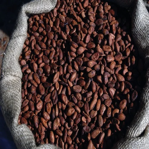 Raw Cocoa Beans – Grade B (Bulk/Commercial Grade)