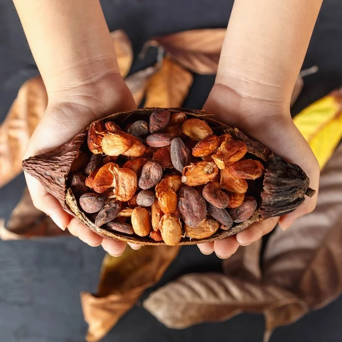 Raw Cocoa Beans – Grade B (Bulk/Commercial Grade)