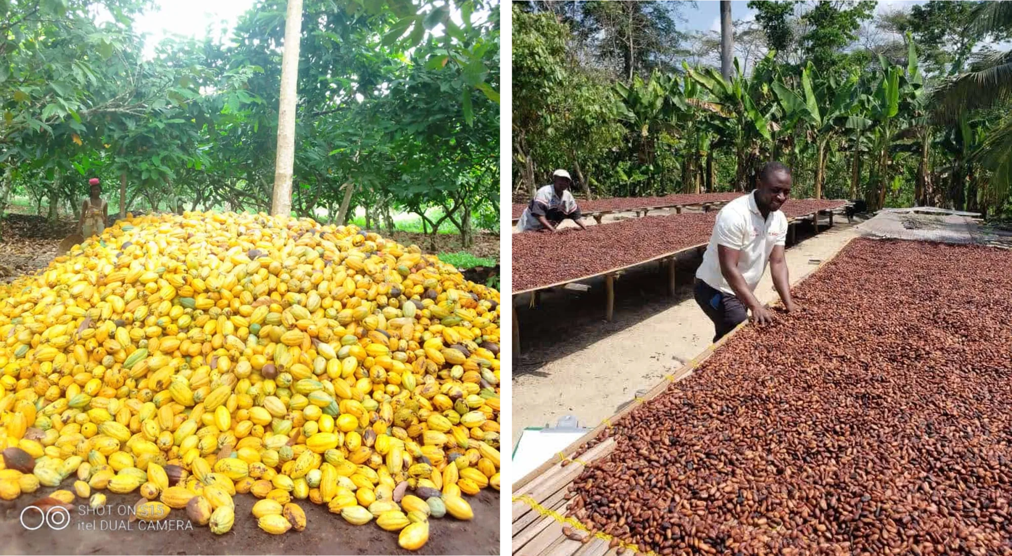 Raw Cocoa Beans – Grade A (Premium/Fine Flavor)