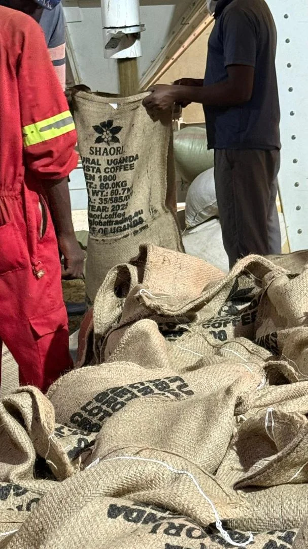 Raw Cocoa Beans – Grade A (Premium/Fine Flavor)