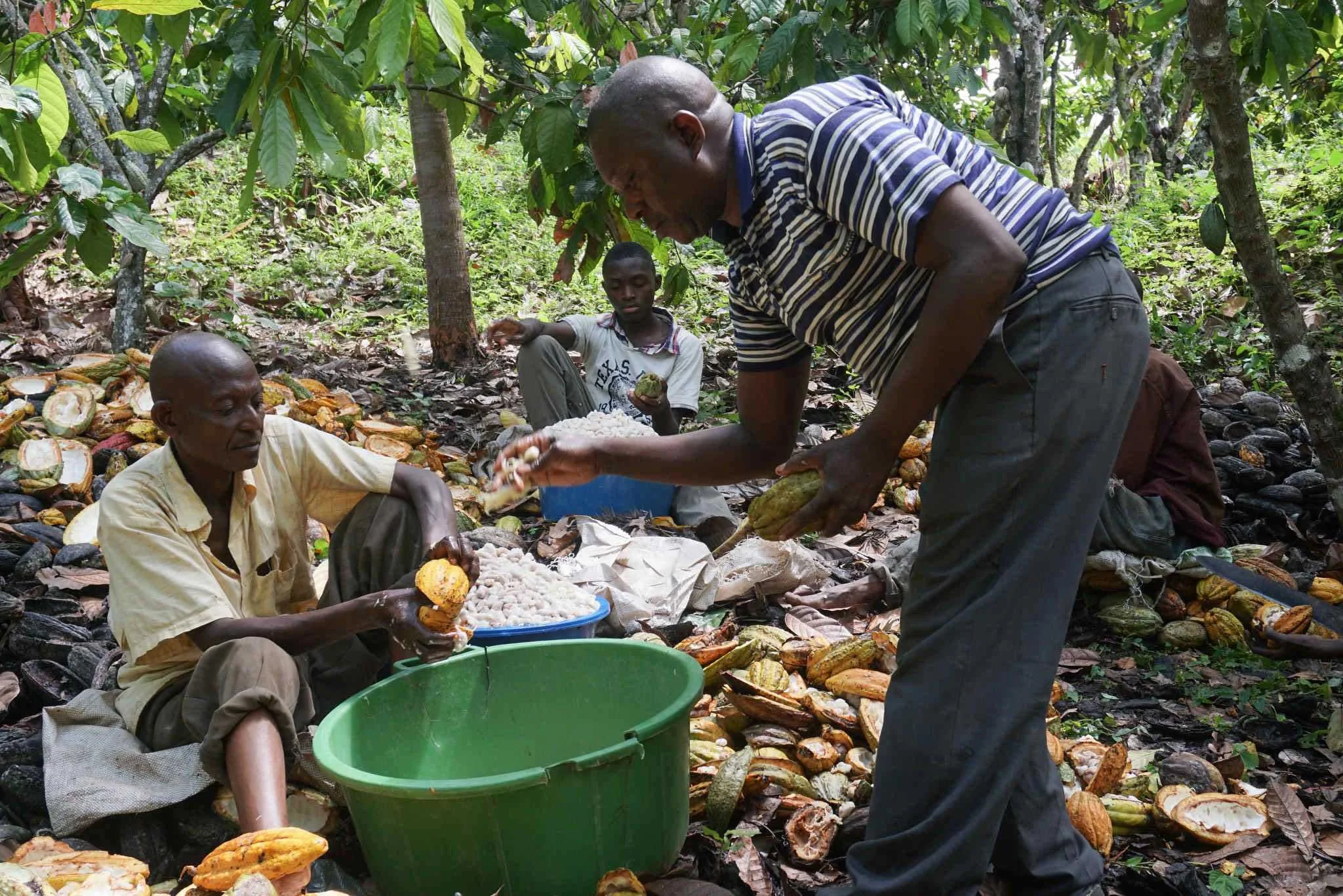Organic Cocoa Beans