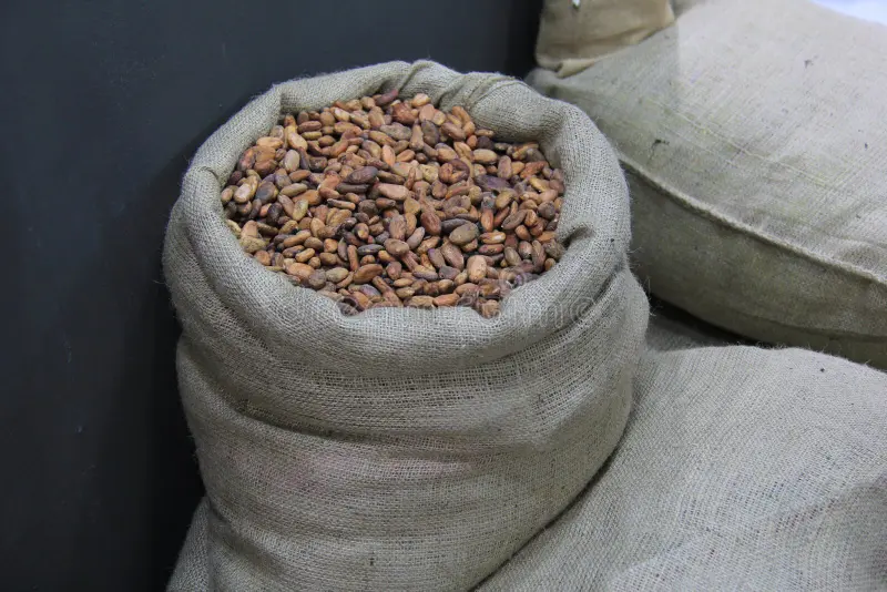 Raw Cocoa Beans – Grade B (Bulk/Commercial Grade)