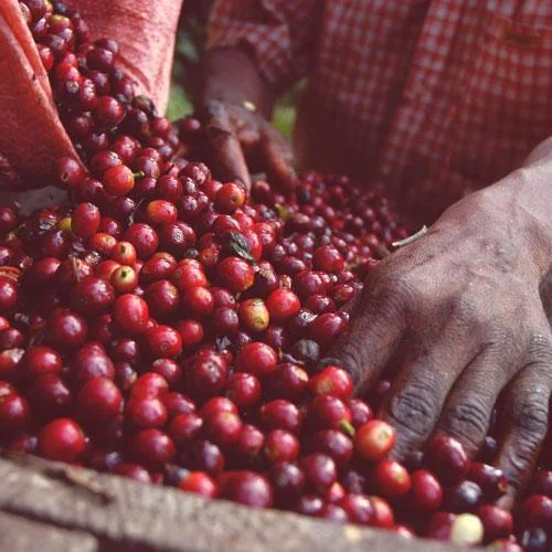 Arabica Coffee Beans