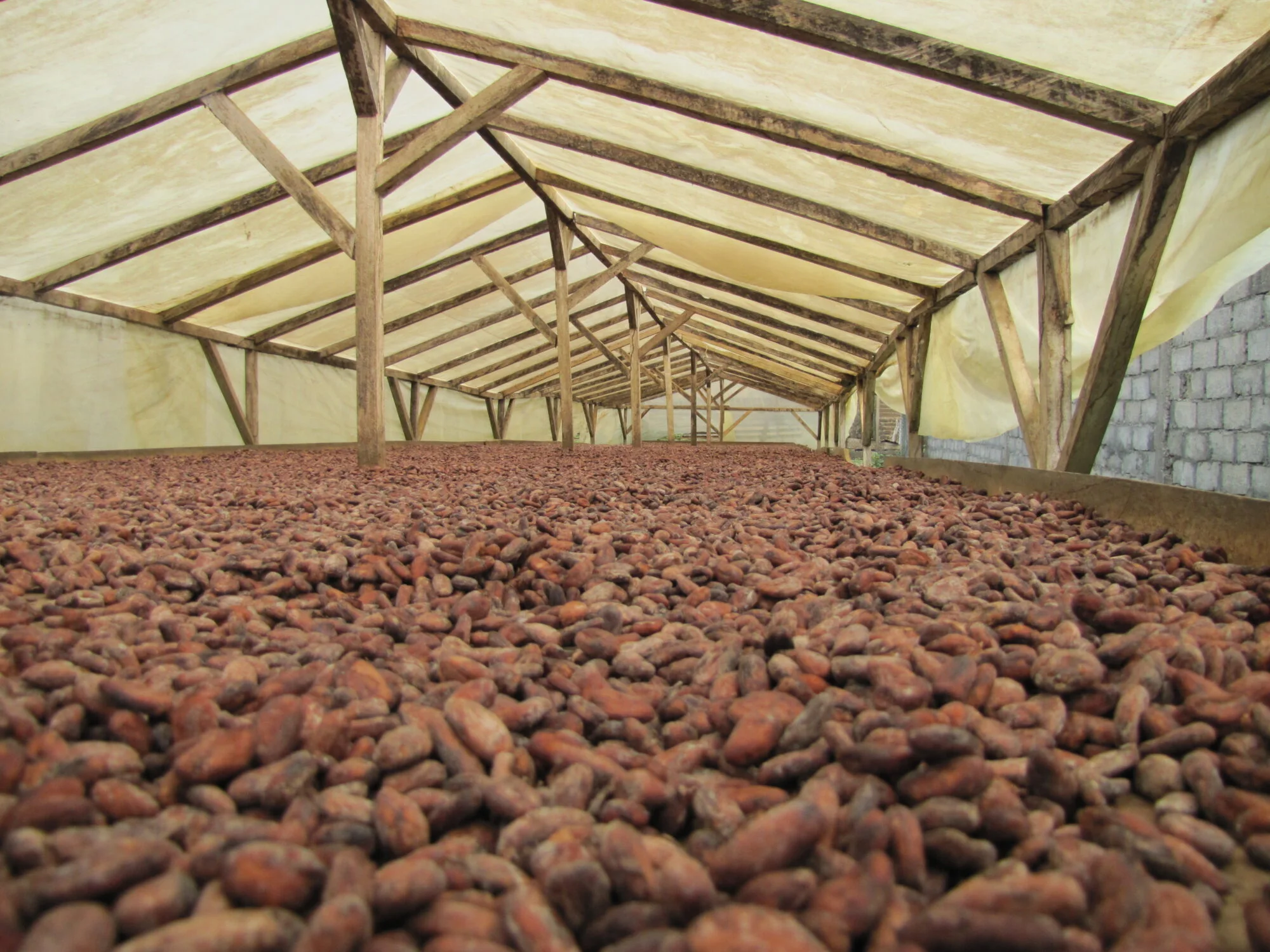 Organic Cocoa Beans
