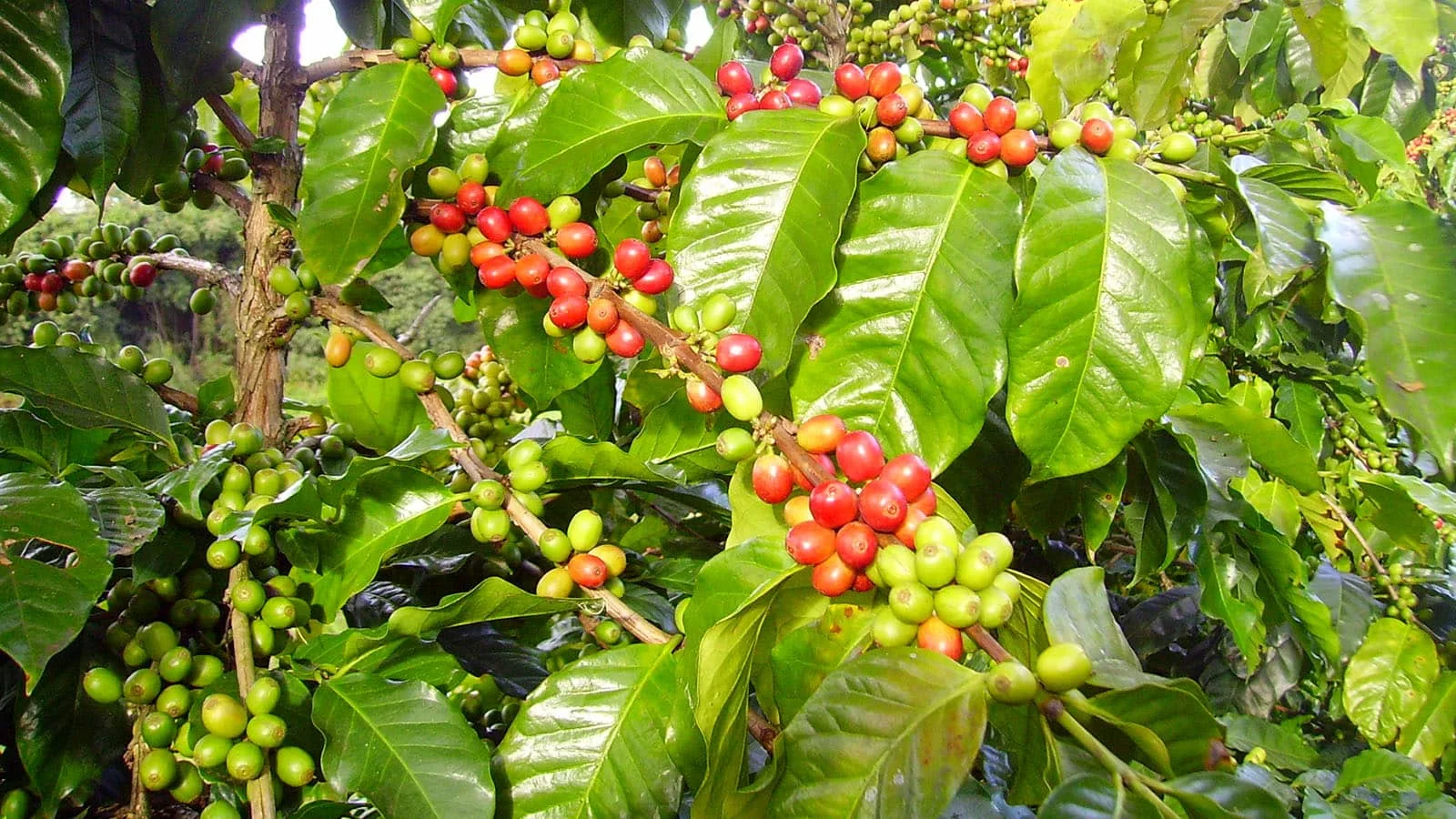 Arabica Coffee Beans