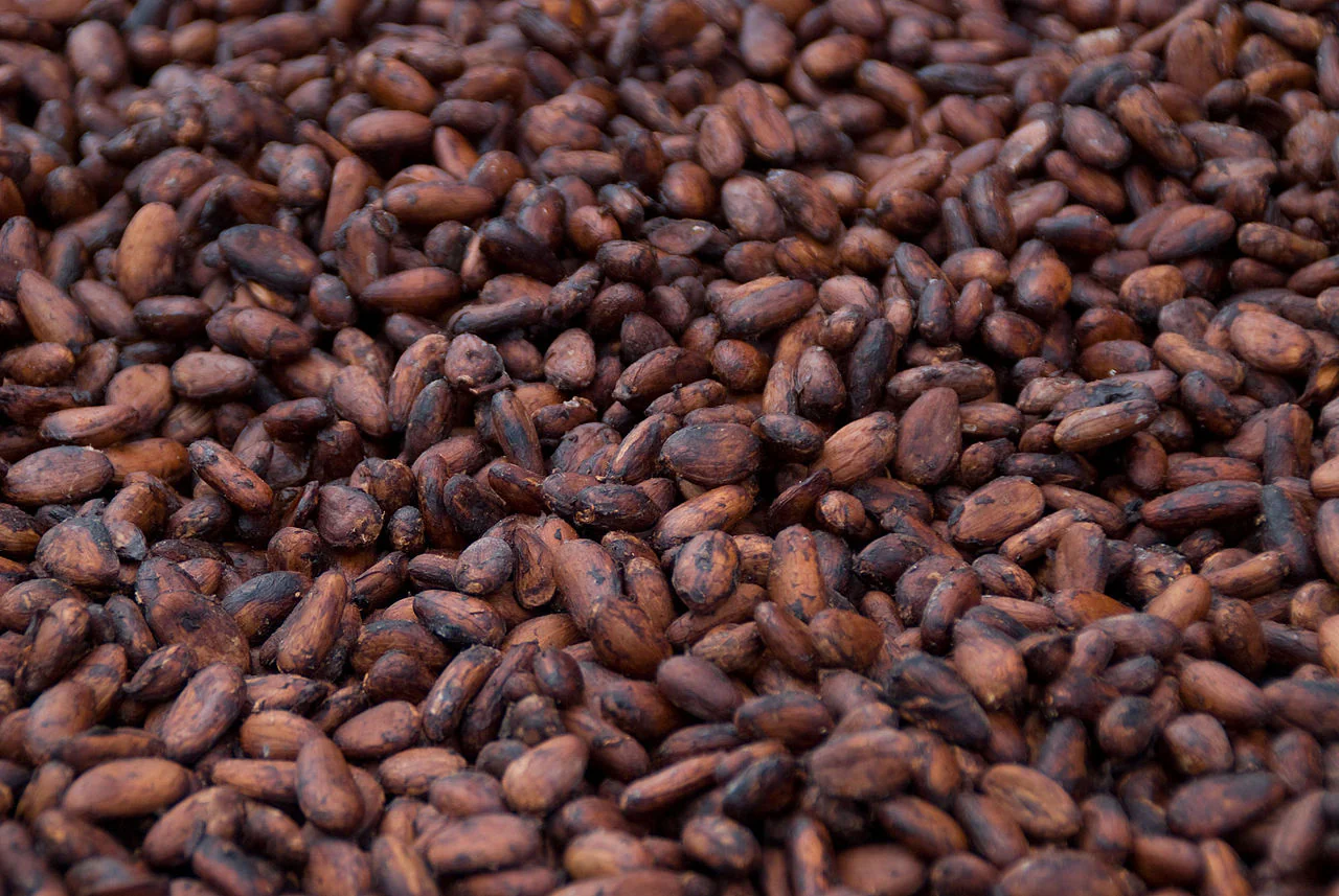 Raw Cocoa Beans – Grade A (Premium/Fine Flavor)