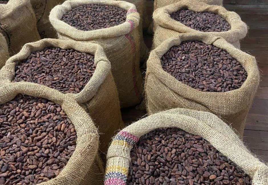 Raw Cocoa Beans – Grade A (Premium/Fine Flavor)